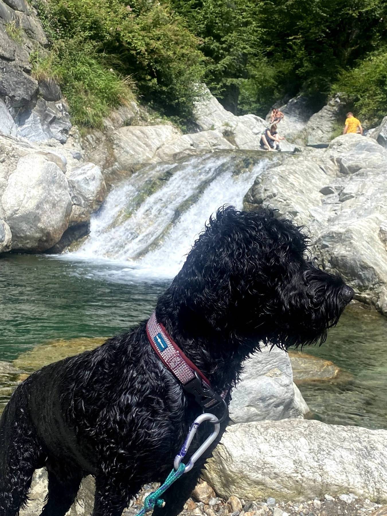 Svart krøllete hund foran en foss og en klar fjellkulp