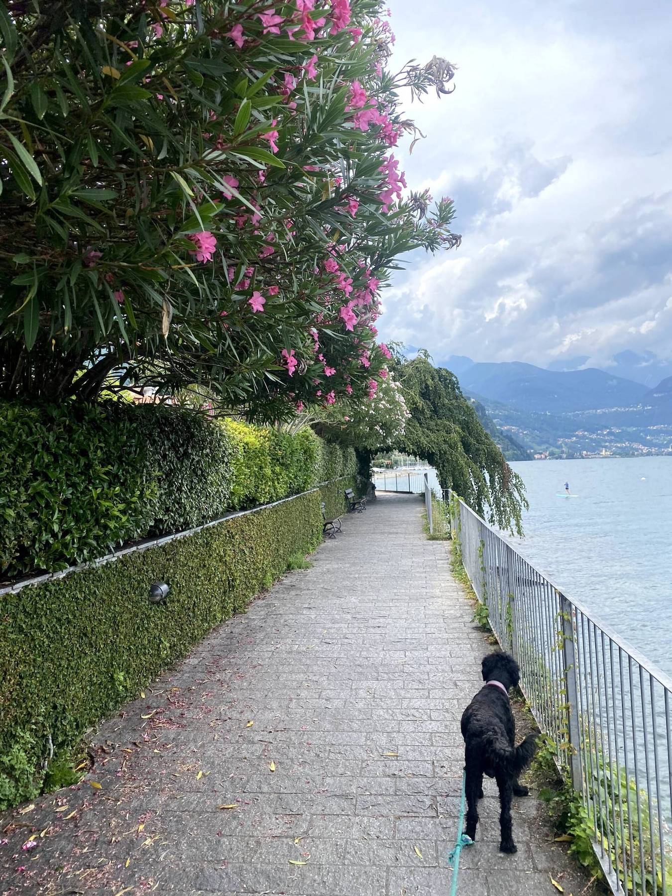 Promenade langs Comosjøen med oleander i blomst